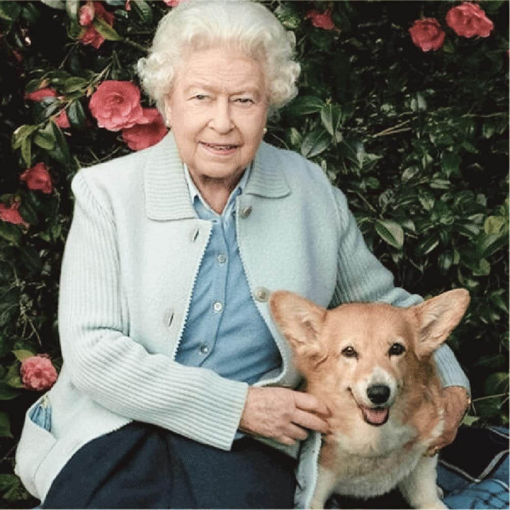 Corgi, a raça dos cães da Rainha Elizabeth II