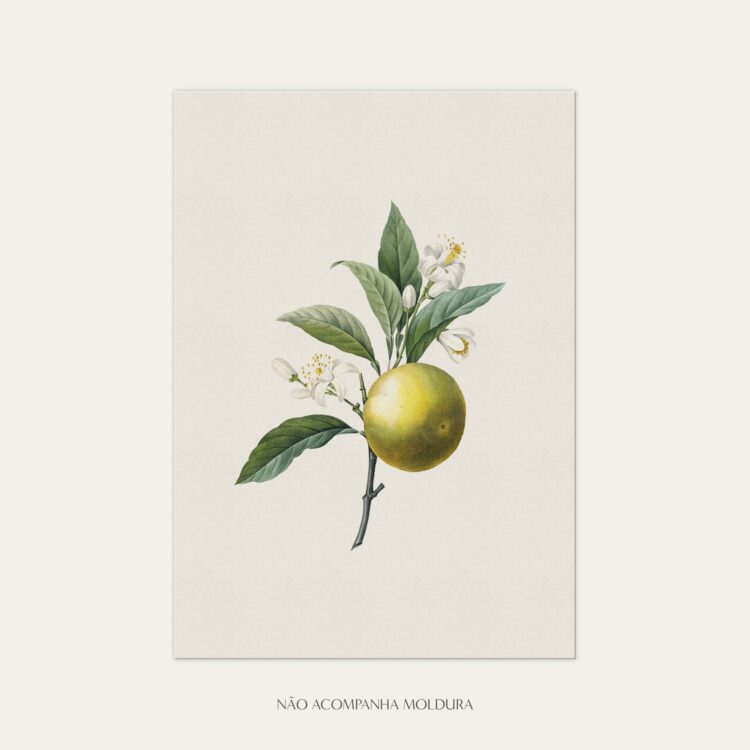 Gravura com ilustração de frutos, composta por bergamota, tamanho A3, A4 ou A5