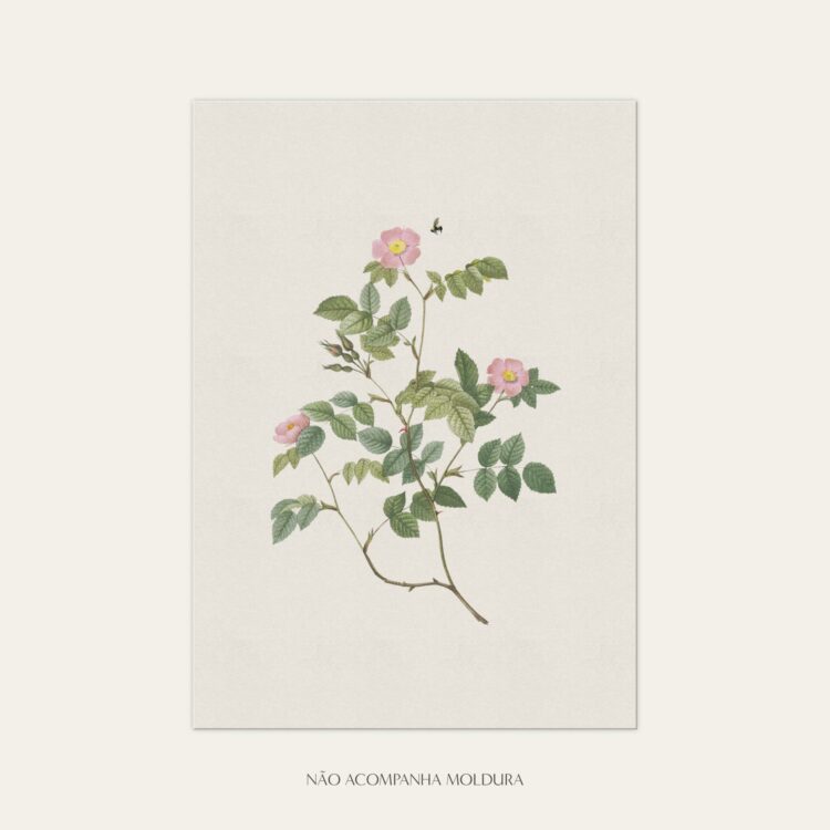 Gravura com ilustração floral com mini rosas rubiginosas, tamanho A3, A4 ou A5