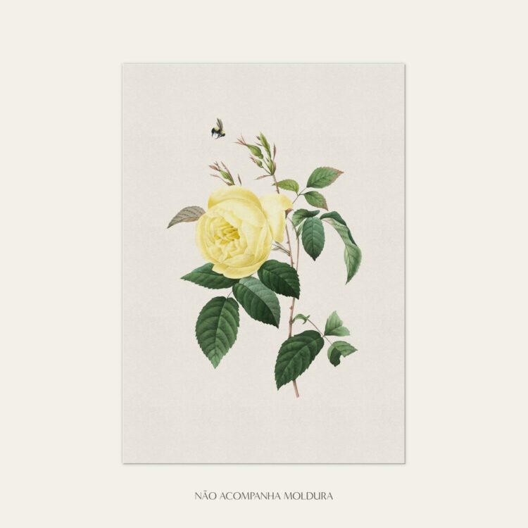 Gravura com ilustração floral com rosas amarelas, tamanho A3, A4 ou A5