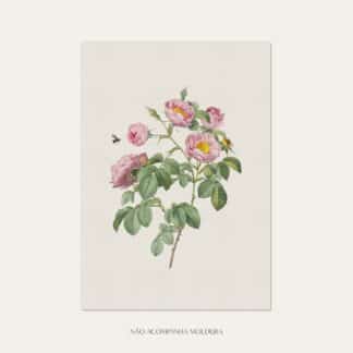 Gravura com ilustração floral com anemonas rosas, tamanho A3, A4 ou A5