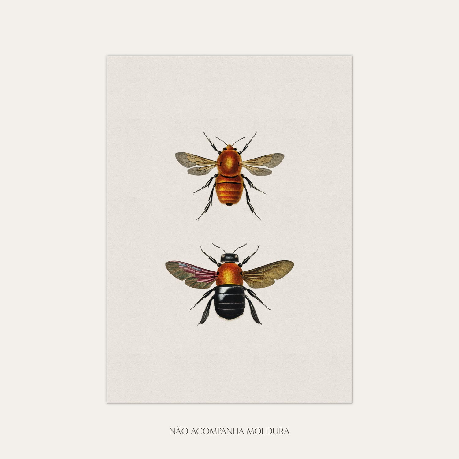 Gravura com ilustração de insetos, composta por abelhas, tamanho A3, A4 ou A5