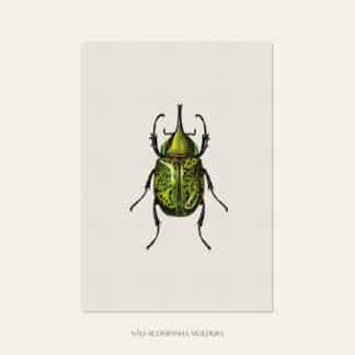 Gravura com ilustração de insetos, composta por escaravelho, tamanho A3, A4 ou A5