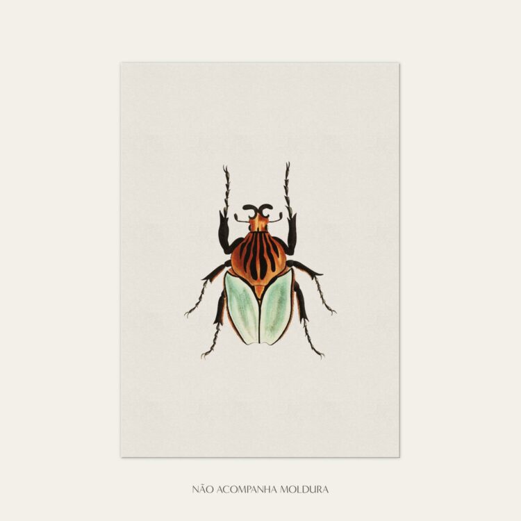Gravura com ilustração de insetos, composta por besouro, tamanho A3, A4 ou A5