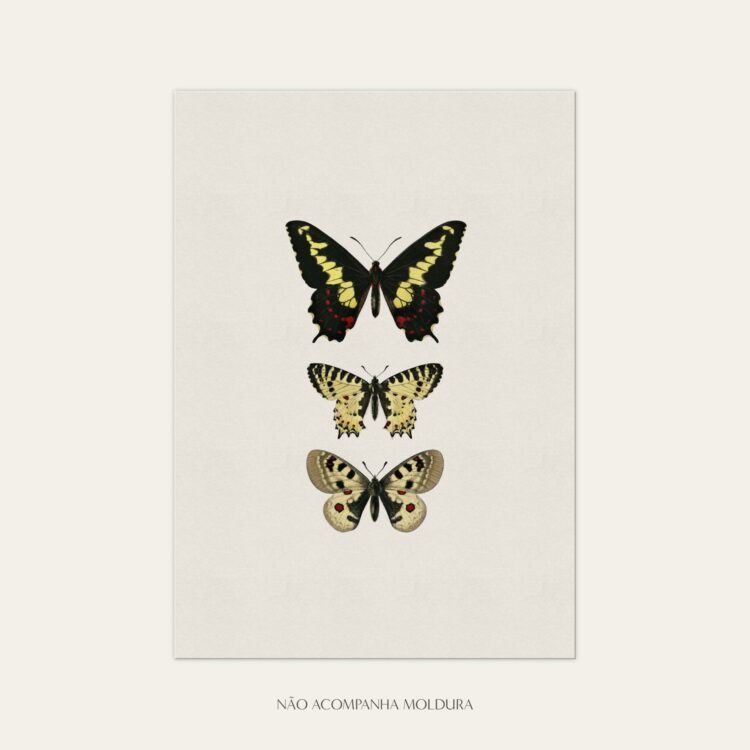 Gravura com ilustração de insetos, composta por borboletas, tamanho A3, A4 ou A5