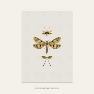 Gravura com ilustração de insetos, composta por libélulas, tamanho A3, A4 ou A5