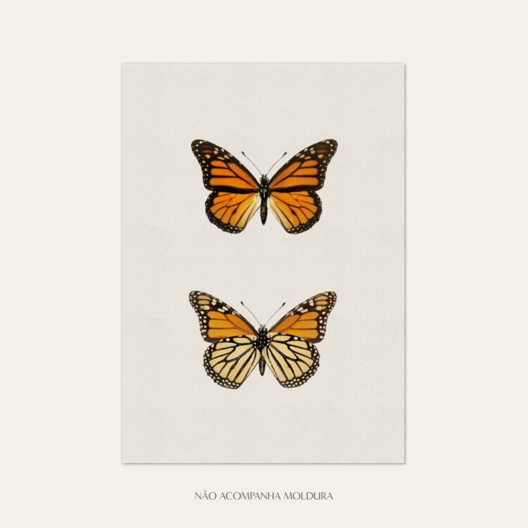 Gravura com ilustração de insetos, composta por borboletas monarca, tamanho A3, A4 ou A5